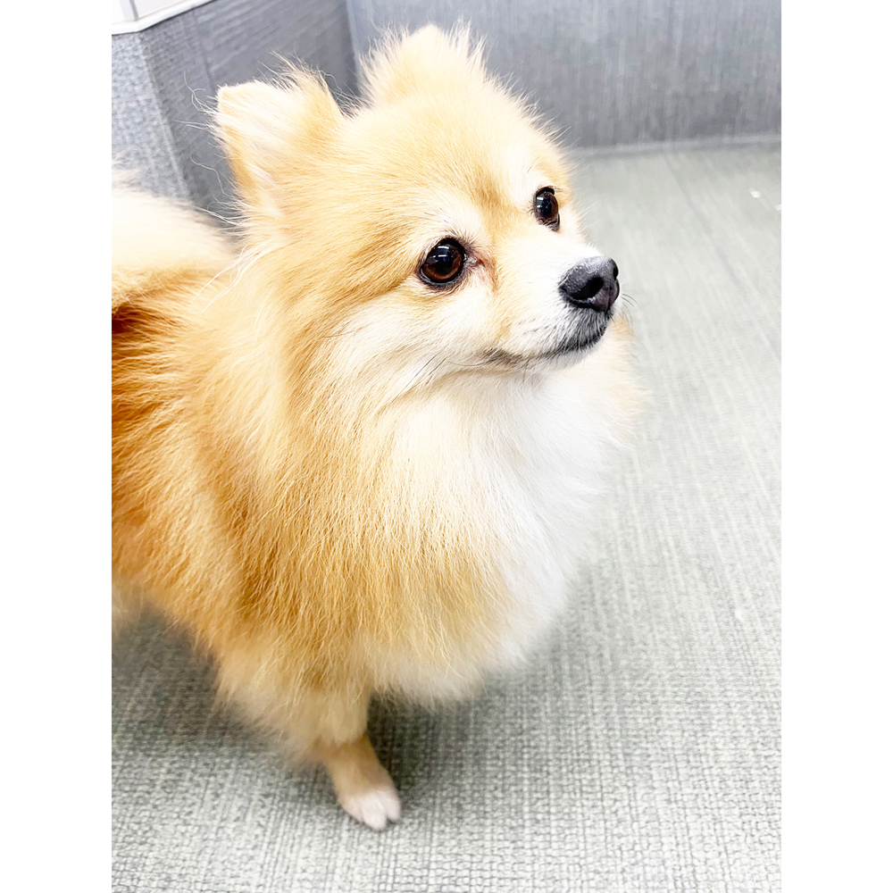 生徒が撮影したモデル犬の写真♪①